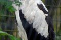Palmnut-Vulture-Gypohierax-angolensis-2010