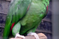Panama-Amazon-Amazona-panamensis-1-2010
