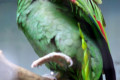 Panama-Amazon-Amazona-panamensis-2-2010