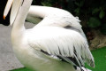 Pelican-Great-White-Pelican-Eastern-White-Pelican-Pelecanus-onocrotalus-2010