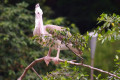 Pelican-perched-on-tree-branch-JBP-SG-2011
