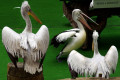 Pelicans-Dalmation-Pelicans-with-Australian-Pelican-Pelecanus-conspicillatus-centre-2010