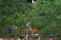 Pelicans-Pelecanus-1-JBP-SG-2011