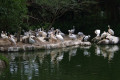 Pelicans-Pelecanus-2-JBP-SG-2011