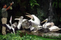 Pelicans-Pelecanus-feeding-2010