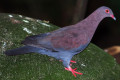 Peruvian-Pigeon-Merpati-Peru-Patagioenas-oenops-JBP-SG-2011