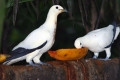 Pied-Imperial-Pigeon-Pergam-Rawa-Ducula-bicolor-JBP-SG-2011