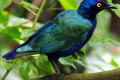 Purple-Glossy-Starling-Lamprotornis-purpureus-1-2010