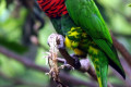 Rainbow-Lorikeet-Trichoglossus-haematodus-2010