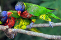 Rainbow-Lorikeets-Trichoglossus-haematodus-2-2010