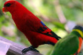 Red-Lory-Eos-bornea-2-2010