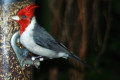 Red-crested-Cardinal-Burung-Cardinal-Berdada-Merah-Paroaria-coronata-JBP-SG-2011