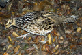Reevess-Pheasant-Syrmaticus-reevesii-Female-JBP-SG-2011