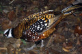 Reevess-Pheasant-Syrmaticus-reevesii-Male-JBP-SG-2011