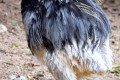 Rhea-South-American-Ostrich-Rhea-americana-2-2010