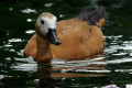 Ruddy-Shelduck-Brahminy-Duck-Tadoma-ferruginea-Female-JBP-SG-2011