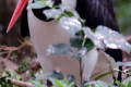 Saddle-billed-Stork-Ephippiorhynchus-senegalensis-2010
