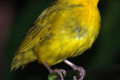 Saffron-Finch-Burung-Tenejal-Saffron-Sicalis-flaveola-1-JBP-SG