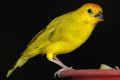 Saffron-Finch-Burung-Tenejal-Saffron-Sicalis-flaveola-7-JBP-SG