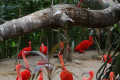Scarlet-Ibis-Eudocimus-ruber-1-2010