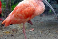 Scarlet-Ibis-Eudocimus-ruber-3-Juvenile-2010