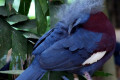 Scheepmakers-Crowned-Pigeon-Goura-scheepmakeri-2-2010