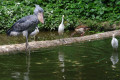 Shoebill-Whale-headed-Stork-Balaeniceps-rex-1-JBP-SG