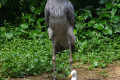 Shoebill-Whale-headed-Stork-Balaeniceps-rex-2-JBP-SG
