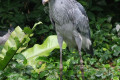 Shoebill-Whale-headed-Stork-Balaeniceps-rex-3-JBP-SG