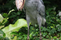 Shoebill-Whale-headed-Stork-Balaeniceps-rex-4-JBP-SG