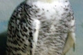 Snowy-Owl-Bubo-scandiacus-2010