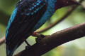 Spangled-Cotinga-Cotinga-cayana-9-JBP-SG
