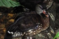 Spotted-Tree-Duck-Belibis-Totol-Dendrocygna-guttata-1-JBP-SG