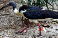Straw-necked-Ibis-Threskiornis-spinicollis-2010
