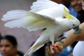 Sulphur-crested-Cockatoo-Cacatua-galerita-named-Sassy-2010