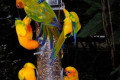 Sun-Conure-Sun-Parakeet-Nuri-Matahari-Aratinga-solstitialis-1-JBP-SG-2011