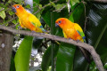 Sun-Conure-Sun-Parakeet-Nuri-Matahari-Aratinga-solstitialis-2-JBP-SG-2011