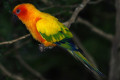 Sun-Conure-Sun-Parakeet-Nuri-Matahari-Aratinga-solstitialis-3-JBP-SG-2011