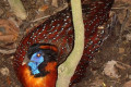 Temmincks-Tragopan-Kuang-Temmincks-Tragopan-Tragopan-temminckii-1-JBP-SG-2011
