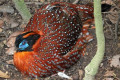 Temmincks-Tragopan-Kuang-Temmincks-Tragopan-Tragopan-temminckii-2-JBP-SG-2011