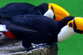 Toco-Toucan-Ramphastos-toco-1-2010
