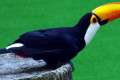 Toco-Toucan-Ramphastos-toco-2-2010