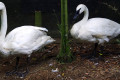 Trumpeter-Swan-Cygnus-buccinator-2010
