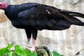 Turkey-Vulture-Cathartes-aura-2010