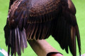 Turkey-Vulture-Cathartes-aura-named-Ventura-1-2010