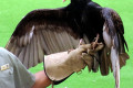 Turkey-Vulture-Cathartes-aura-named-Ventura-2-2010