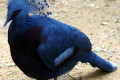 Victoria-Crowned-Pigeon-Goura-victoria-1-2010