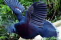 Victoria-Crowned-Pigeon-Goura-victoria-2-2010