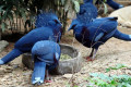 Victoria-Crowned-Pigeons-Goura-victoria-2010