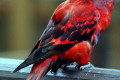 Violet-necked-Lory-Eos-squamata-1-2010